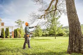 How Our Tree Care Process Works  in  Orange Grove, TX