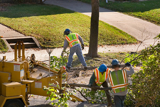 Best Root Management and Removal  in Orange Grove, TX